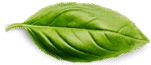basil leaf